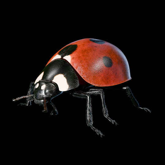 3D Render : 'Ladybug' - July 2024